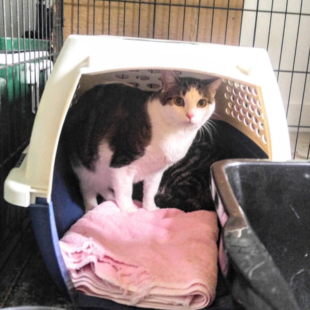 Cassie, Adoptable, Senior Female Domestic Short Hair.