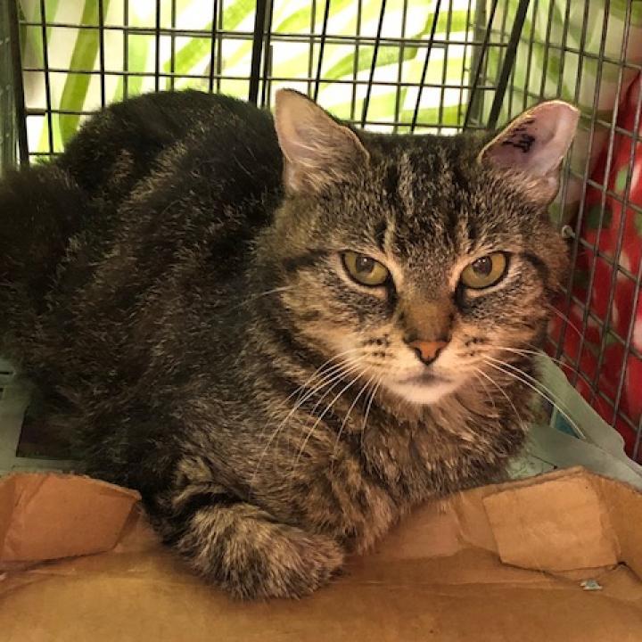 Enlarge Cassie, a Adoptable Domestic Short Hair in Havre de Grace, MD image 2/5