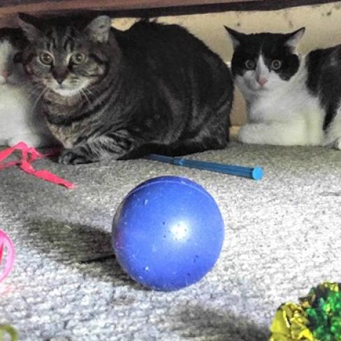 Enlarge Cassie, a Adoptable Domestic Short Hair in Havre de Grace, MD image 3/5