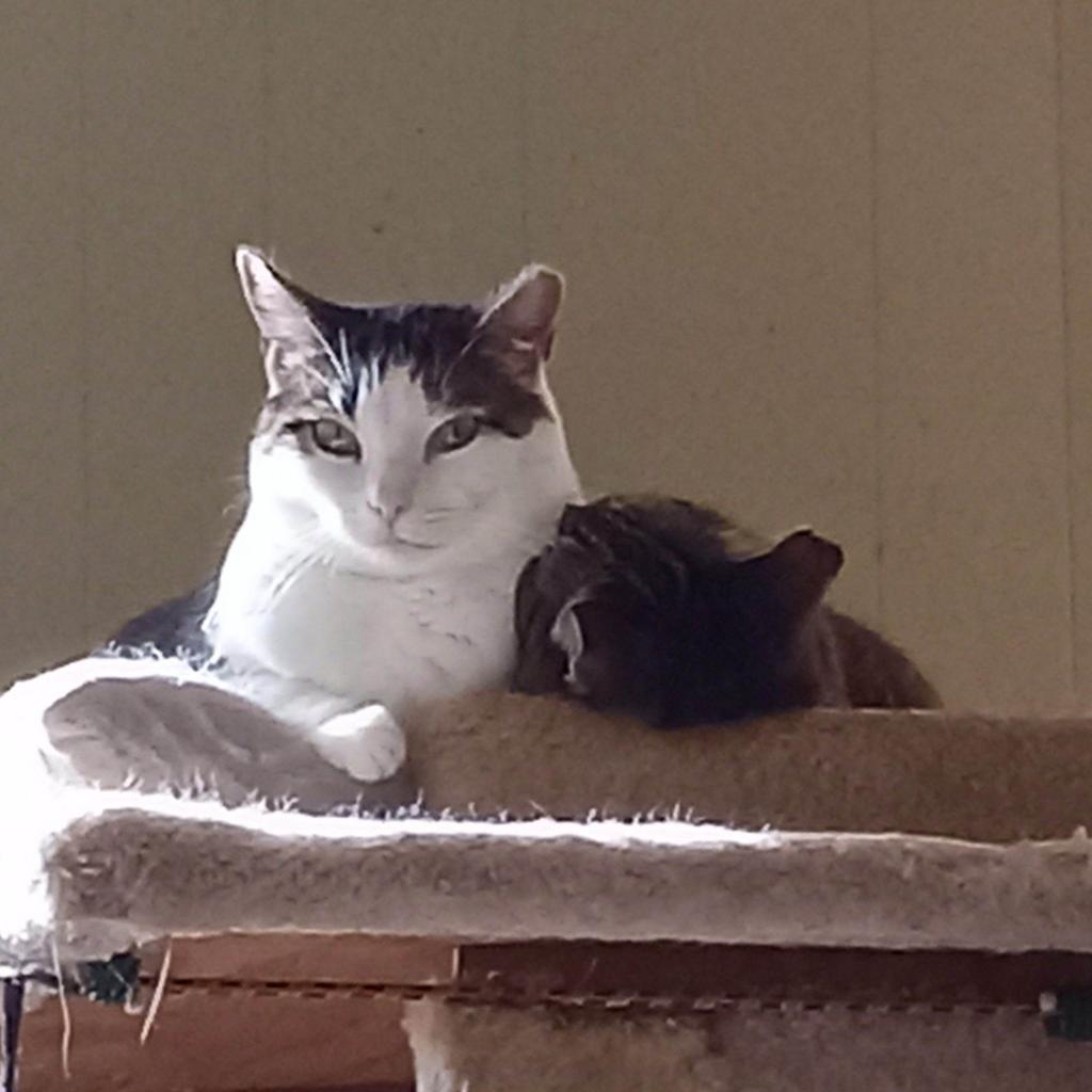 Enlarge Cassie, a Adoptable Domestic Short Hair in Havre de Grace, MD image 4/5