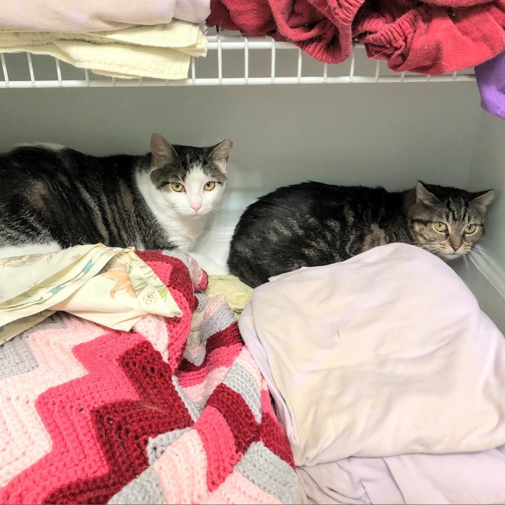 Enlarge Cassie, a Adoptable Domestic Short Hair in Havre de Grace, MD image 5/5