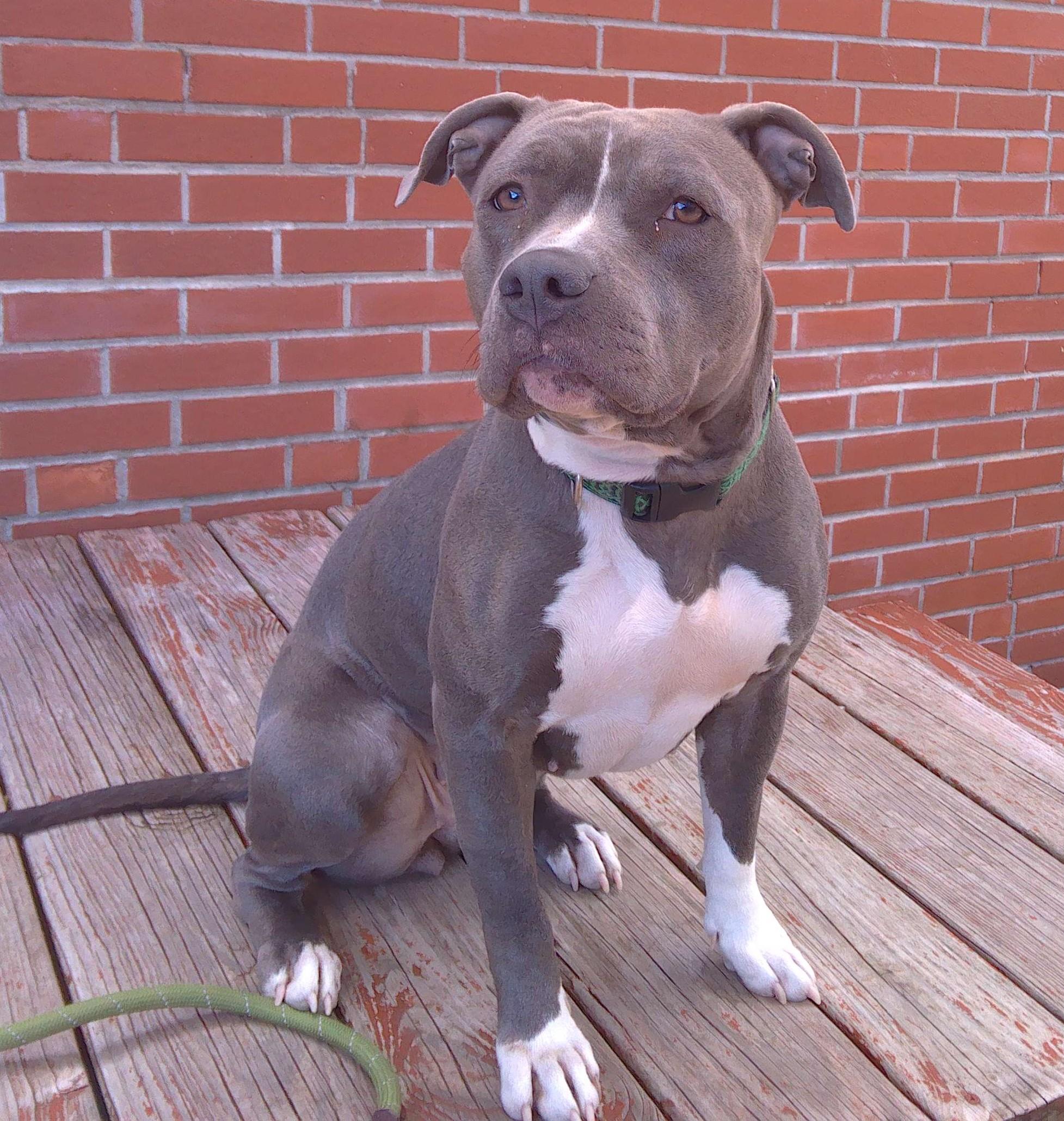 Lola, Adoptable, Adult Female Pit Bull Terrier.