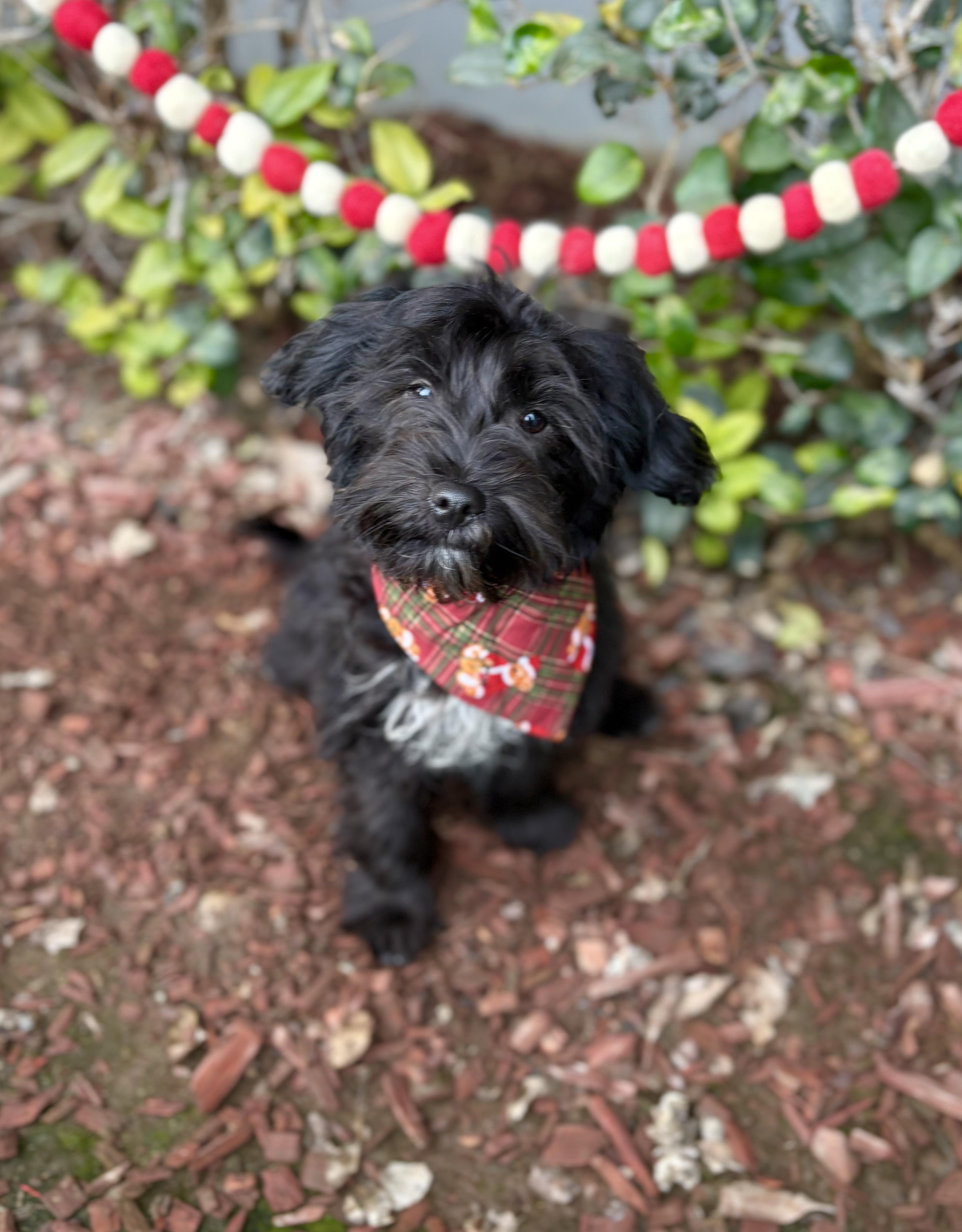 Enlarge Marlon, a ADOPTABLE mixed breed in South El Monte, CA image 2/6
