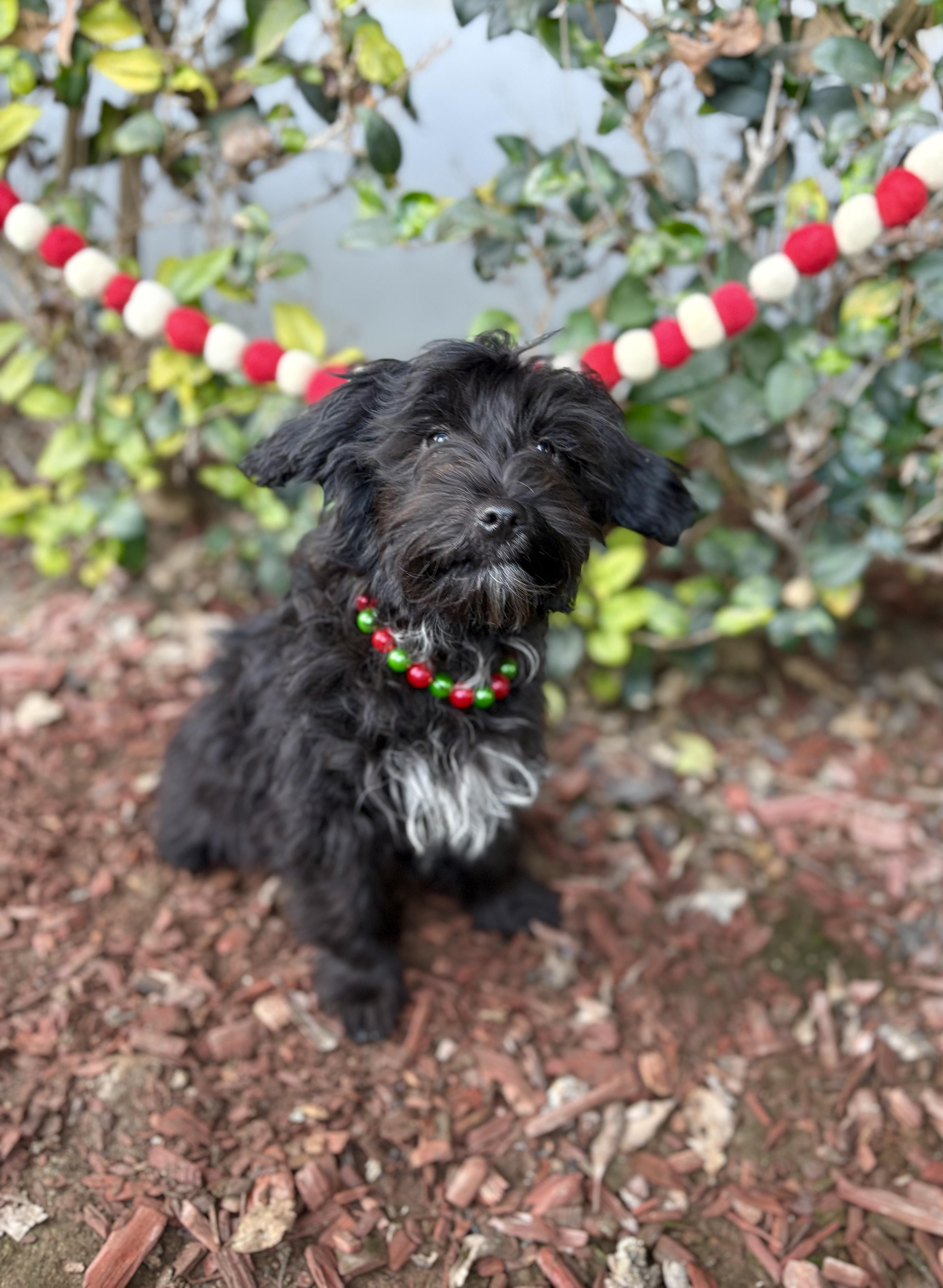 Enlarge Marlon, a ADOPTABLE mixed breed in South El Monte, CA image 5/6