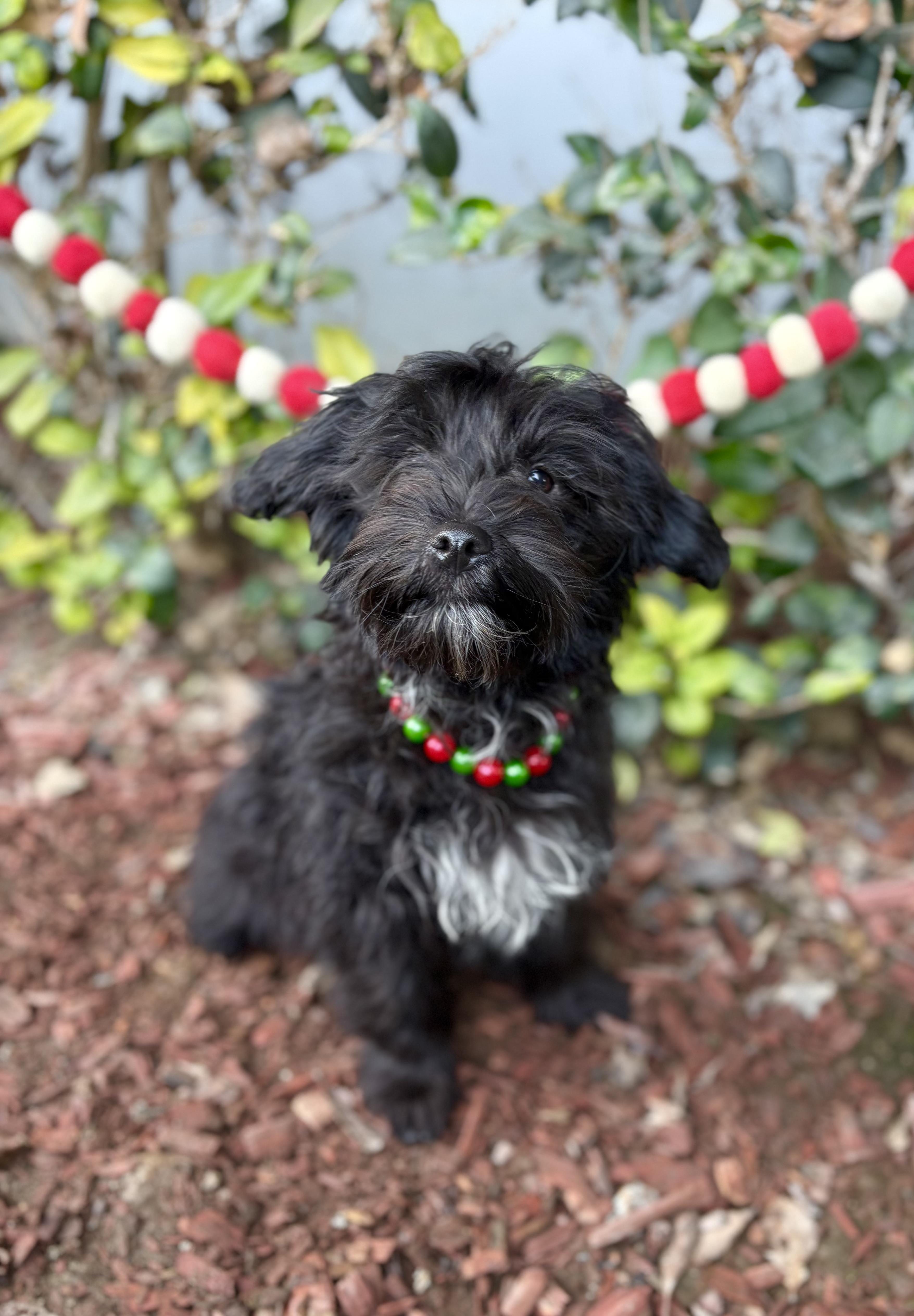 Enlarge Marlon, a ADOPTABLE mixed breed in South El Monte, CA image 4/6
