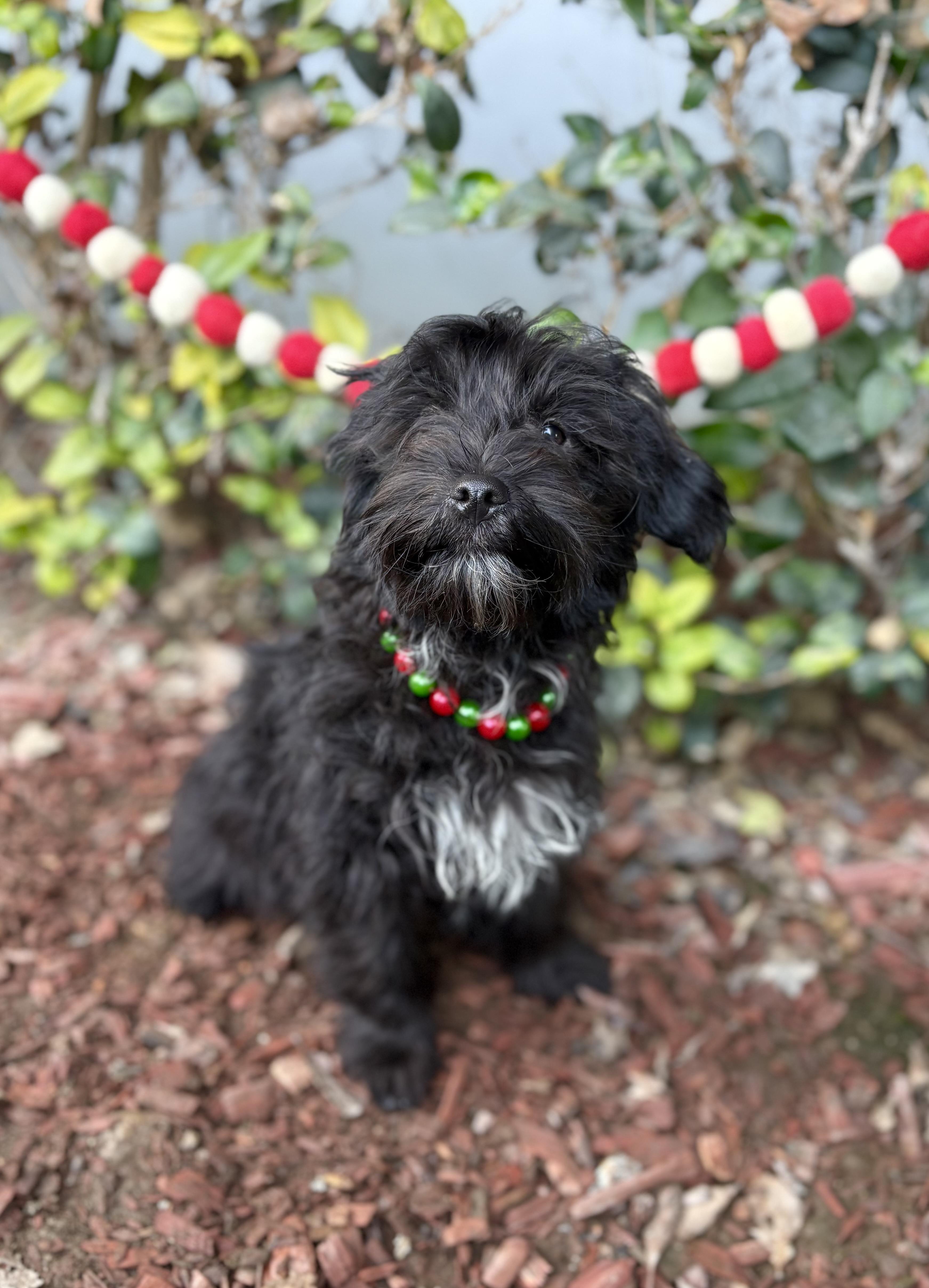 Enlarge Marlon, a ADOPTABLE mixed breed in South El Monte, CA image 6/6