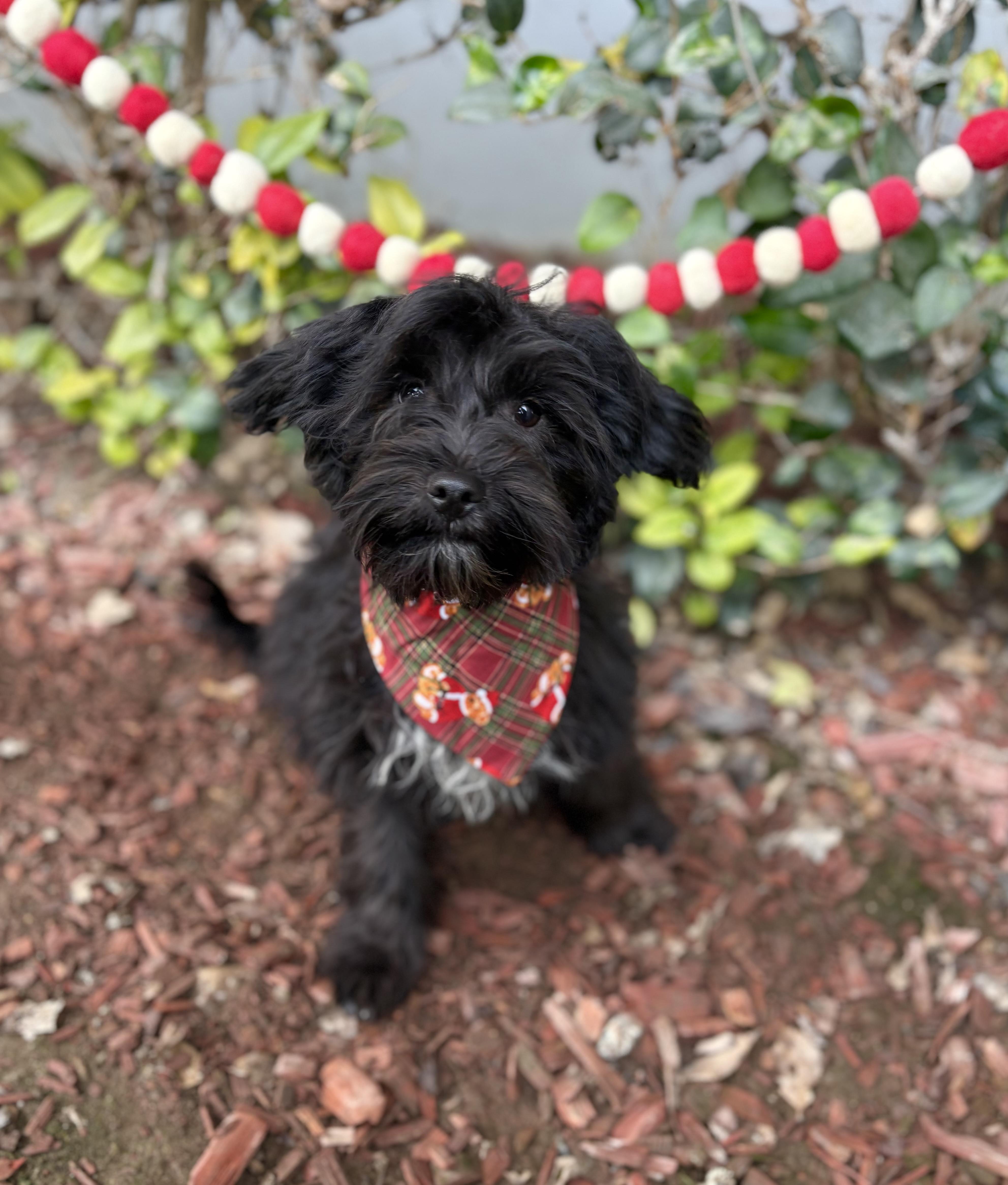 Enlarge Marlon, a ADOPTABLE mixed breed in South El Monte, CA image 1/6