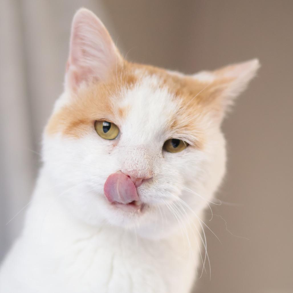 Enlarge Capri Sun, a Adoptable Domestic Short Hair in Philadelphia, PA image 2/6