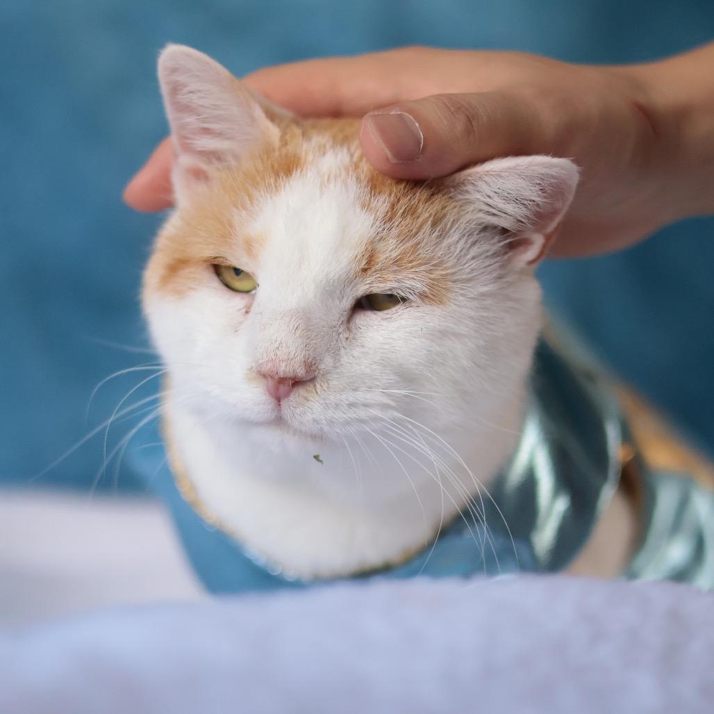 Enlarge Capri Sun, a Adoptable Domestic Short Hair in Philadelphia, PA image 5/6