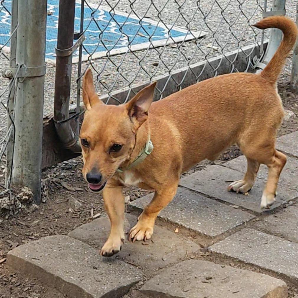 Enlarge Leo, a Adoptable mixed breed in Ringwood, NJ image 2/6