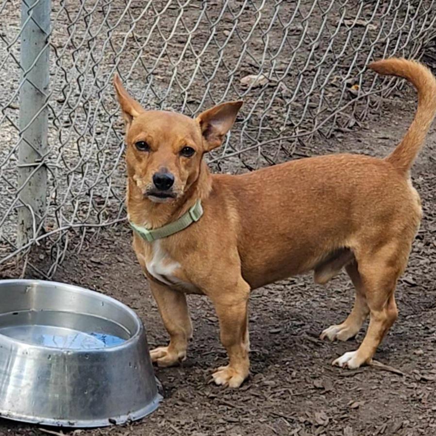 Enlarge Leo, a Adoptable mixed breed in Ringwood, NJ image 3/6