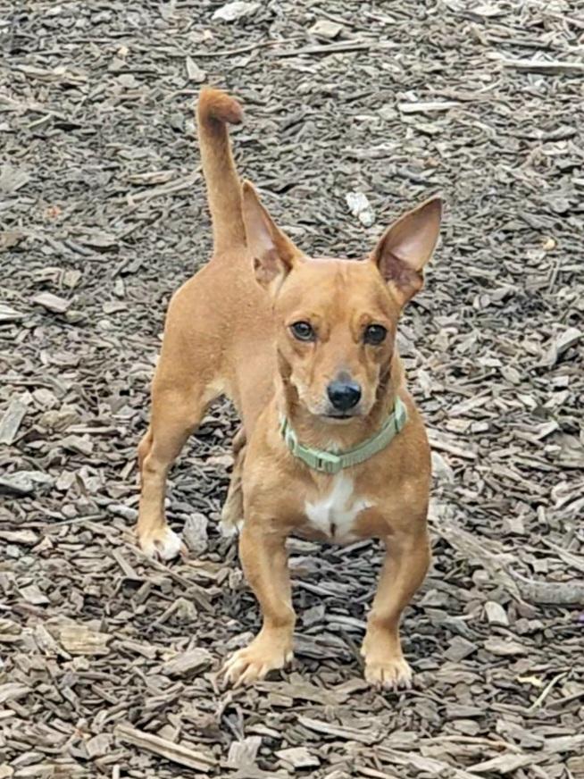 Leo, Adoptable, Young Male Dachshund & Chihuahua.