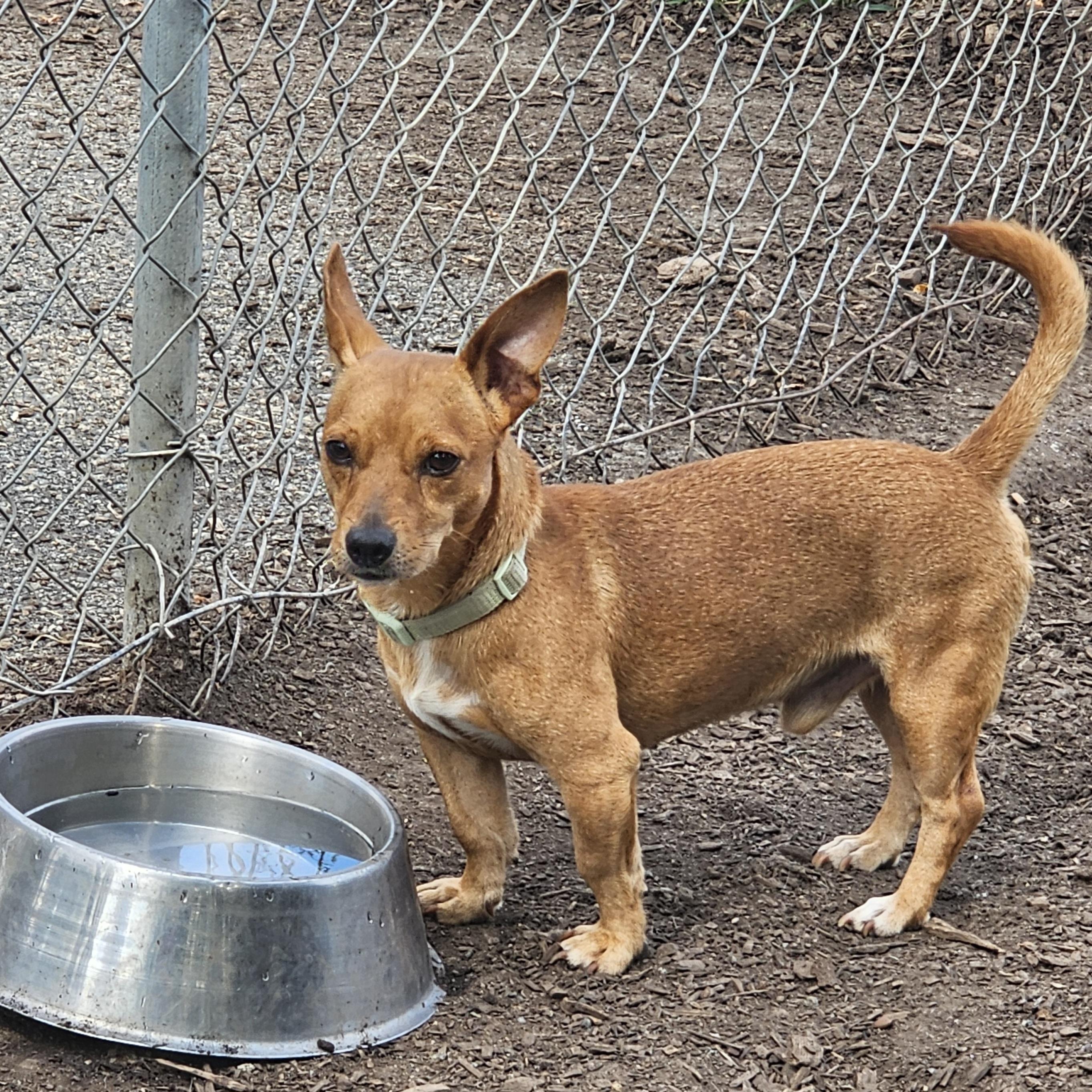 Enlarge Leo, a Adoptable mixed breed in Ringwood, NJ image 6/6