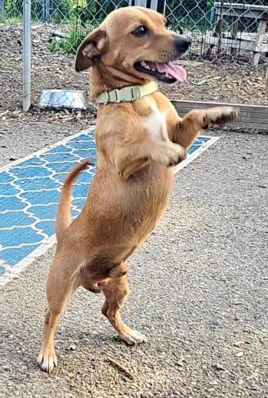 Enlarge Leo, a Adoptable mixed breed in Ringwood, NJ image 4/6