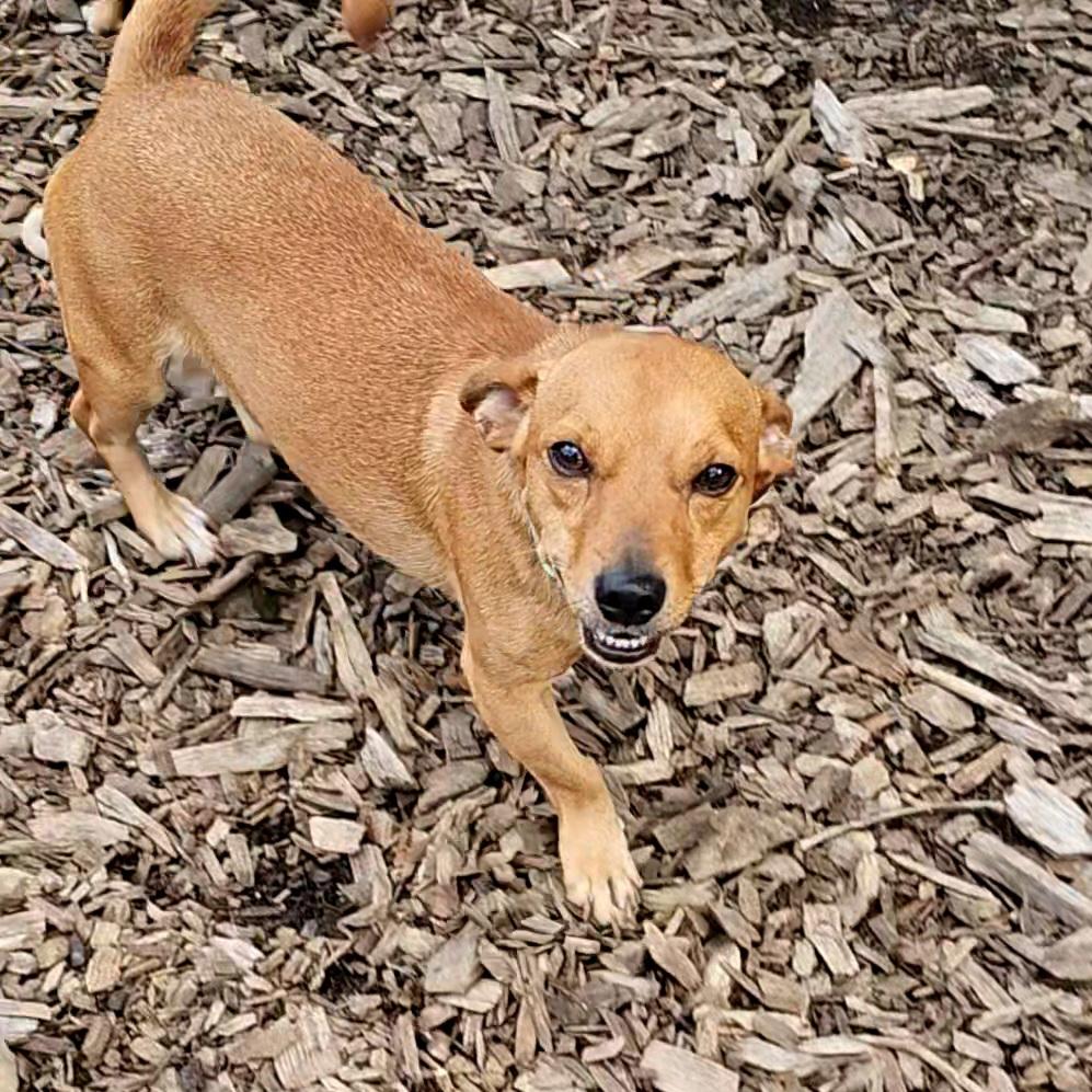 Enlarge Leo, a Adoptable mixed breed in Ringwood, NJ image 5/6
