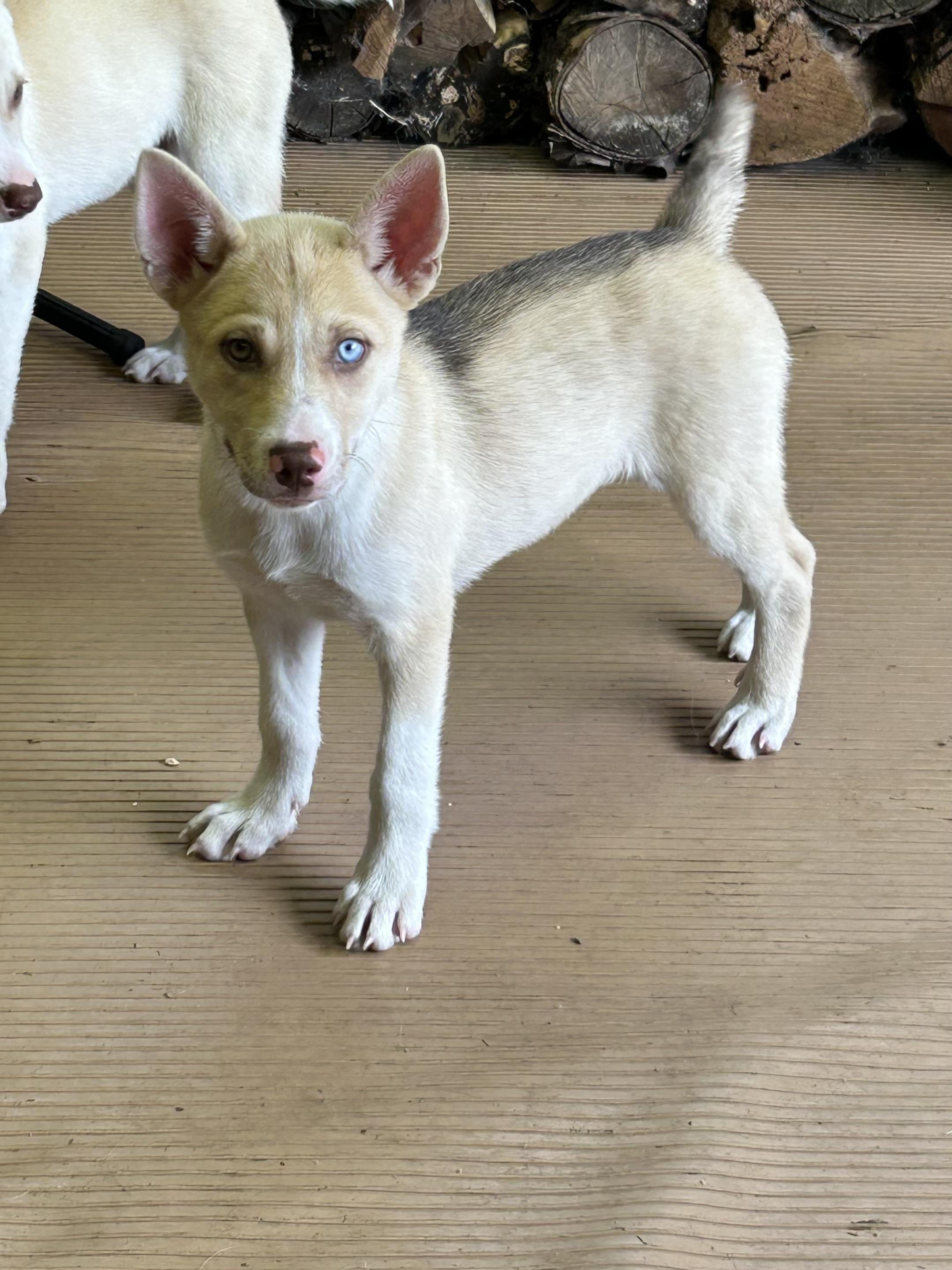 Enlarge NOVA, an adopted mixed breed in Elyria, OH image 3/6