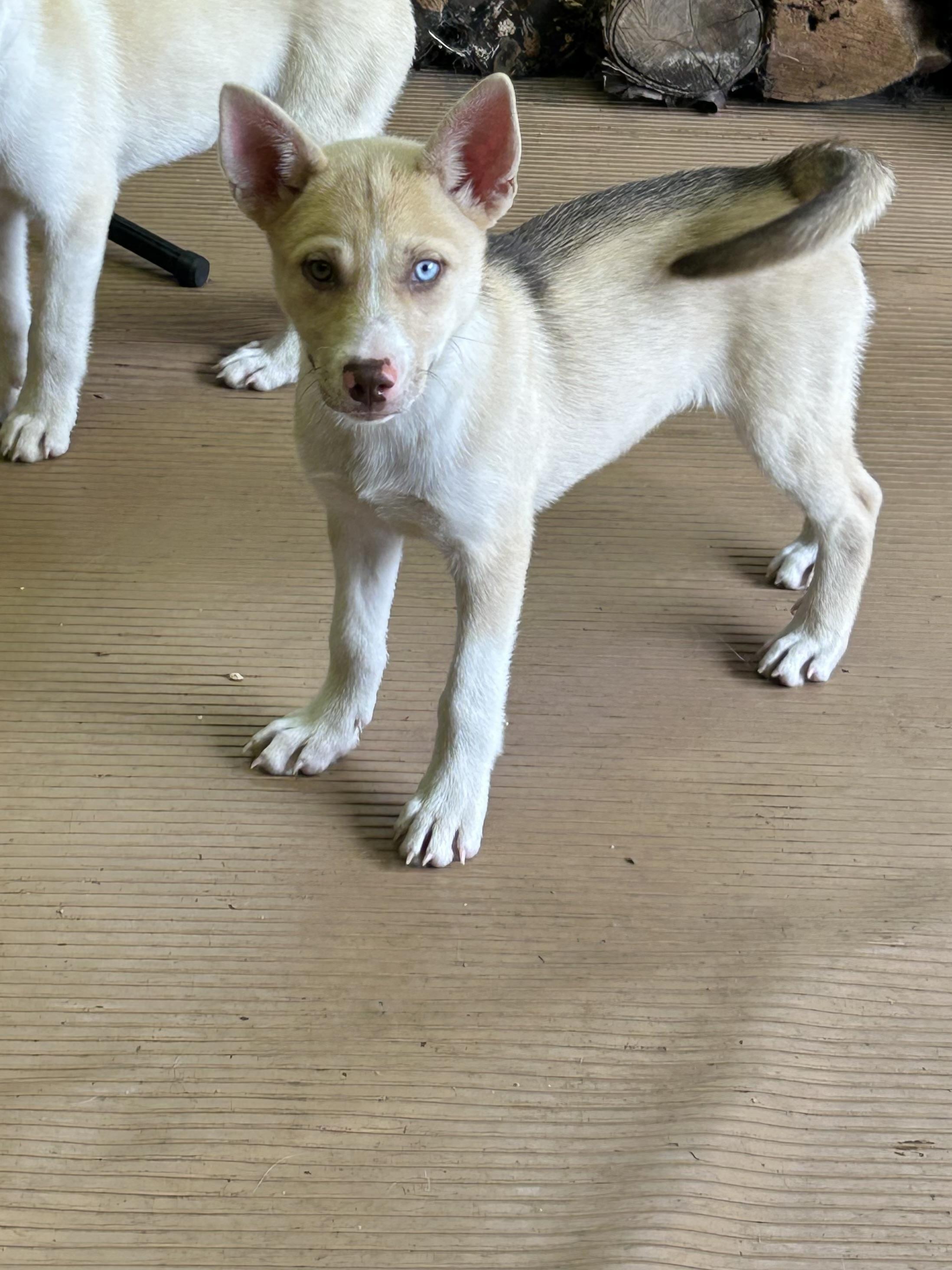 Enlarge NOVA, an adopted mixed breed in Elyria, OH image 6/6