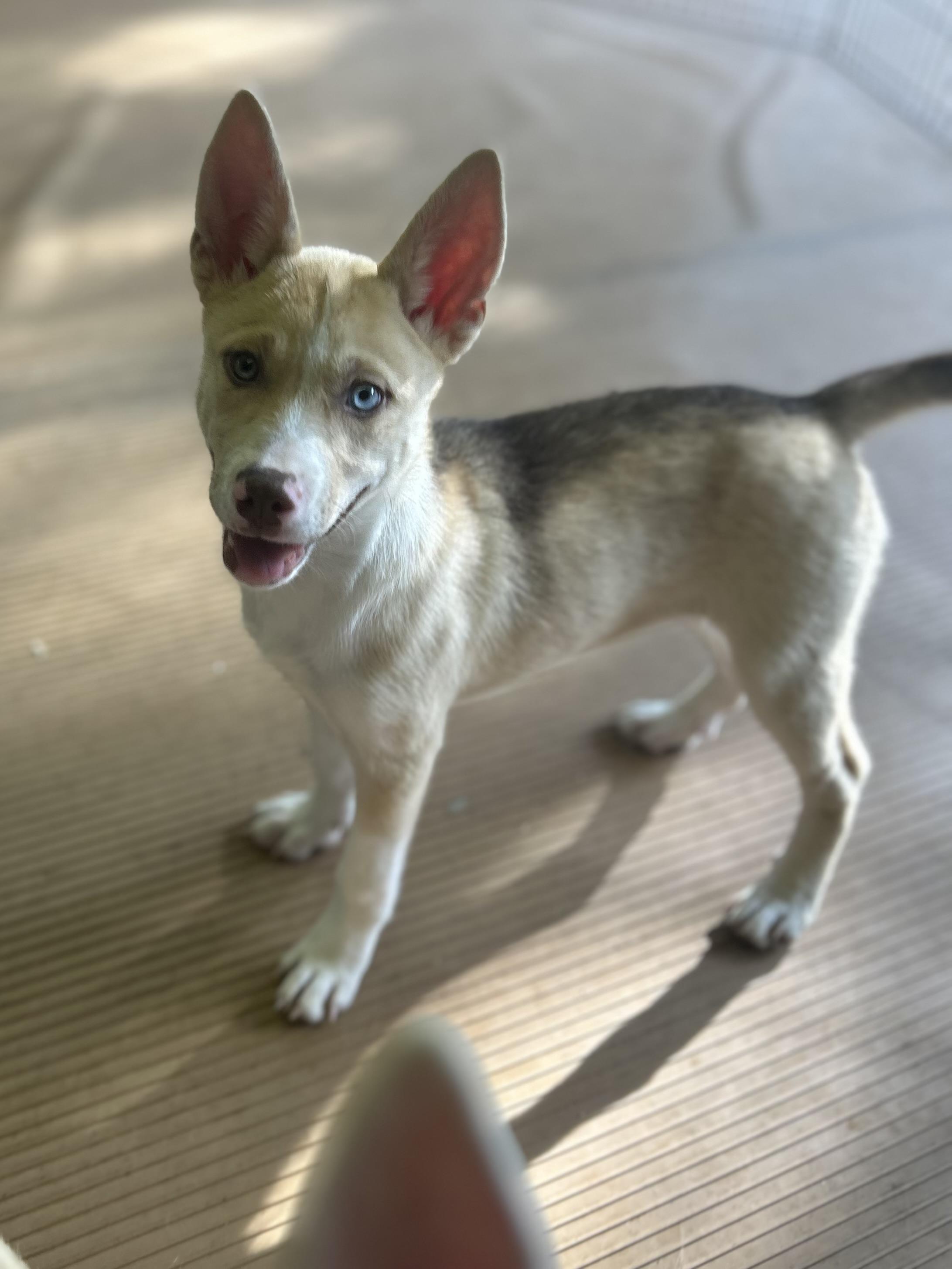 NOVA, adopted, Puppy Female Husky & Shepherd.