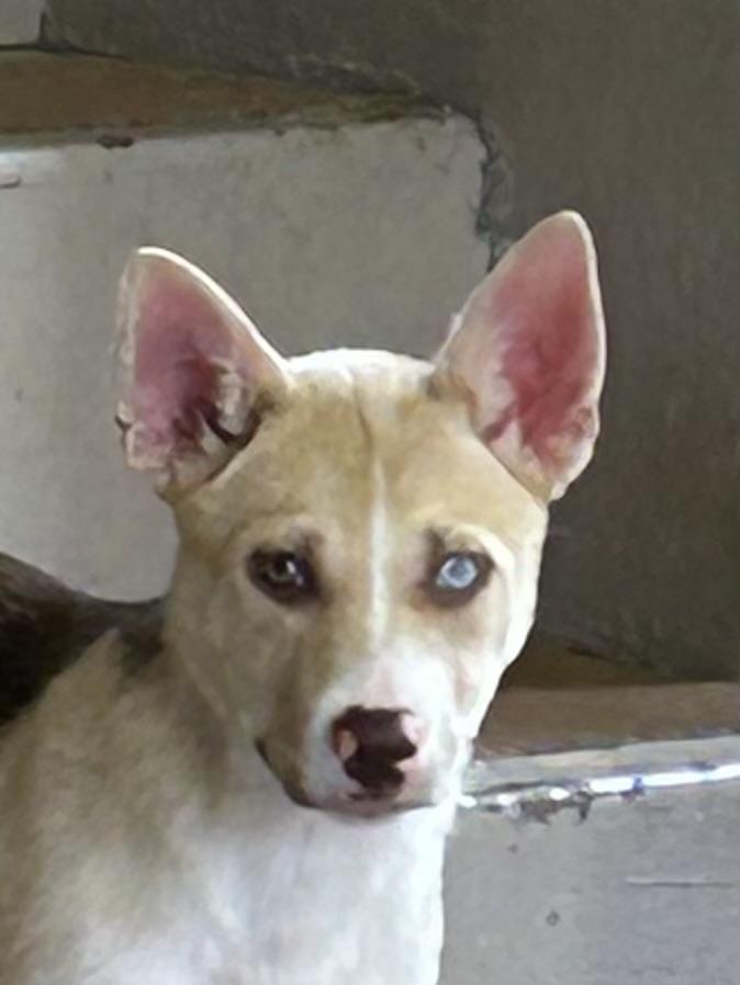 Enlarge NOVA, an adopted mixed breed in Elyria, OH image 4/6