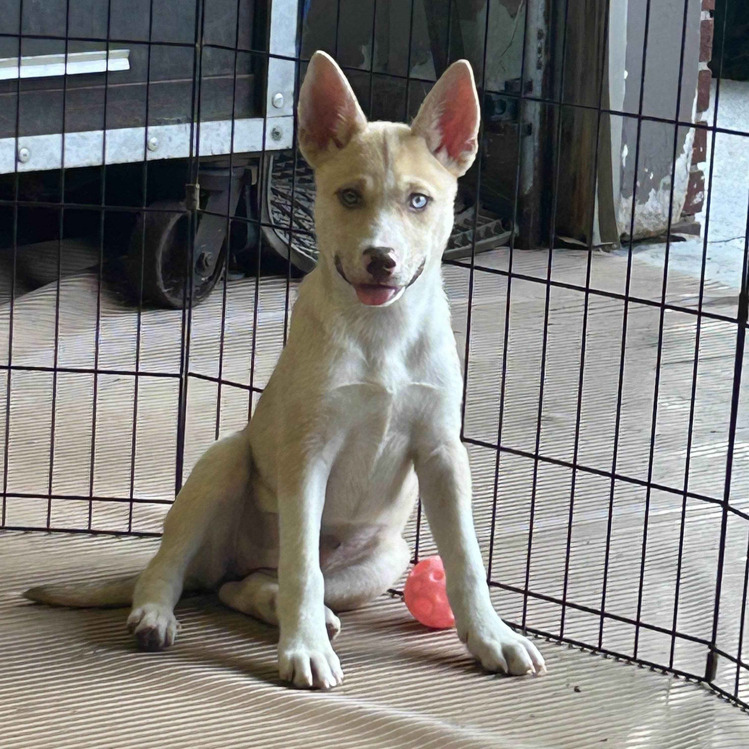Enlarge NOVA, an adopted mixed breed in Elyria, OH image 2/6