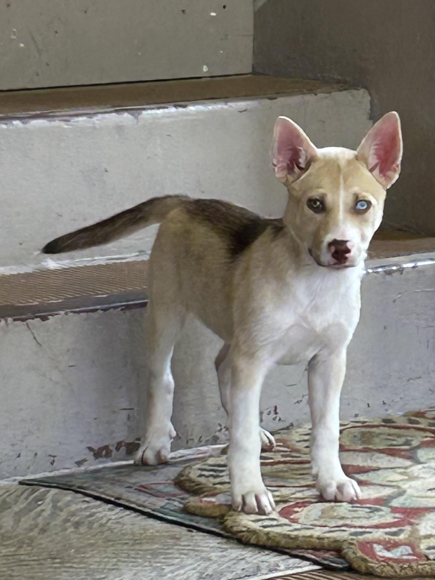 Enlarge NOVA, an adopted mixed breed in Elyria, OH image 5/6