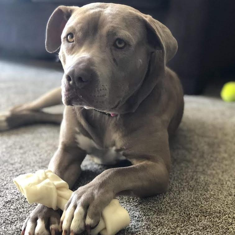 Jules: Adopt or Forever Foster, Adoptable, Senior Female Pit Bull Terrier.