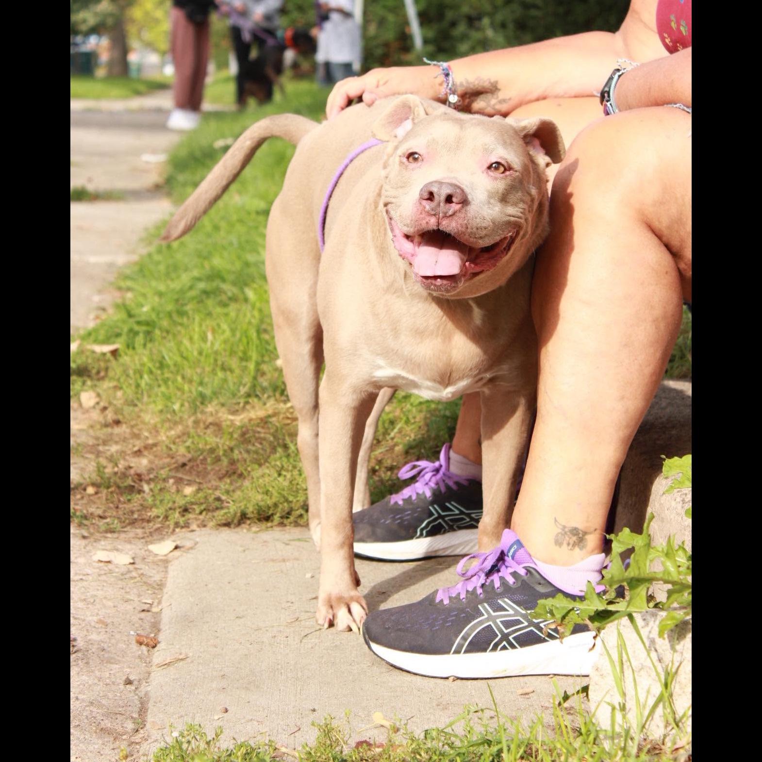Enlarge Jules: Adopt or Forever Foster, a Adoptable Pit Bull Terrier in Rochester, NY image 2/6