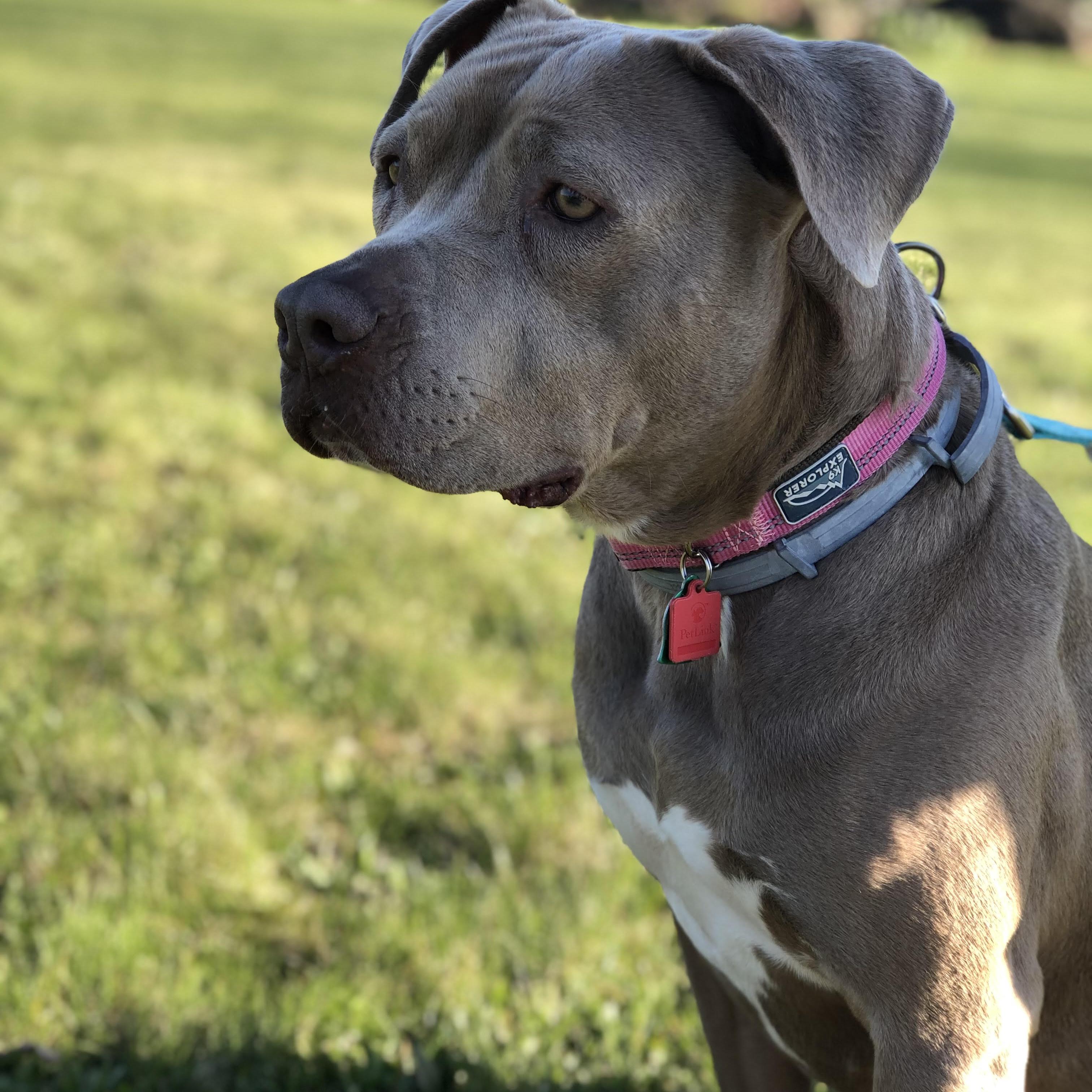 Enlarge Jules: Adopt or Forever Foster, a Adoptable Pit Bull Terrier in Rochester, NY image 3/6