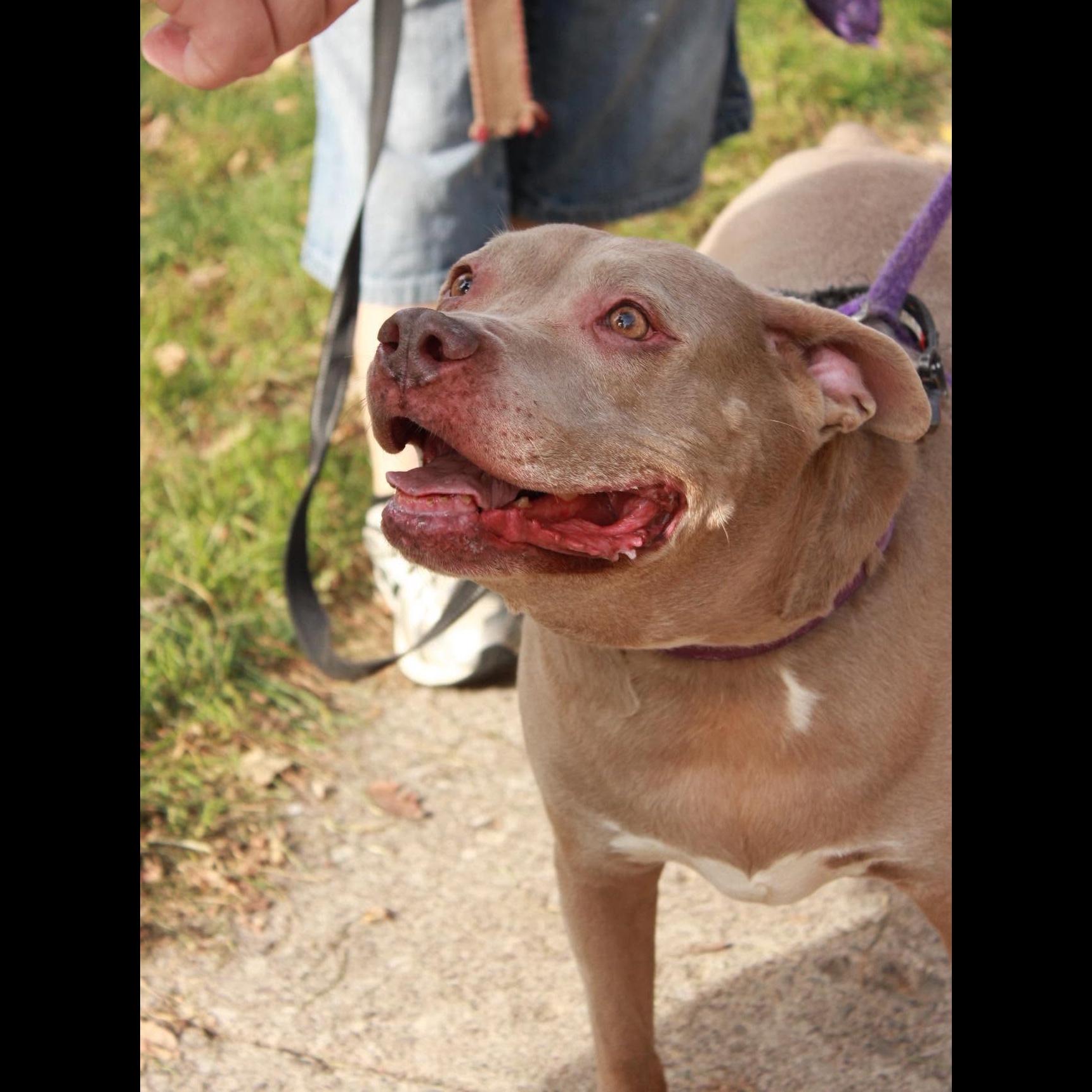 Enlarge Jules: Adopt or Forever Foster, a Adoptable Pit Bull Terrier in Rochester, NY image 4/6