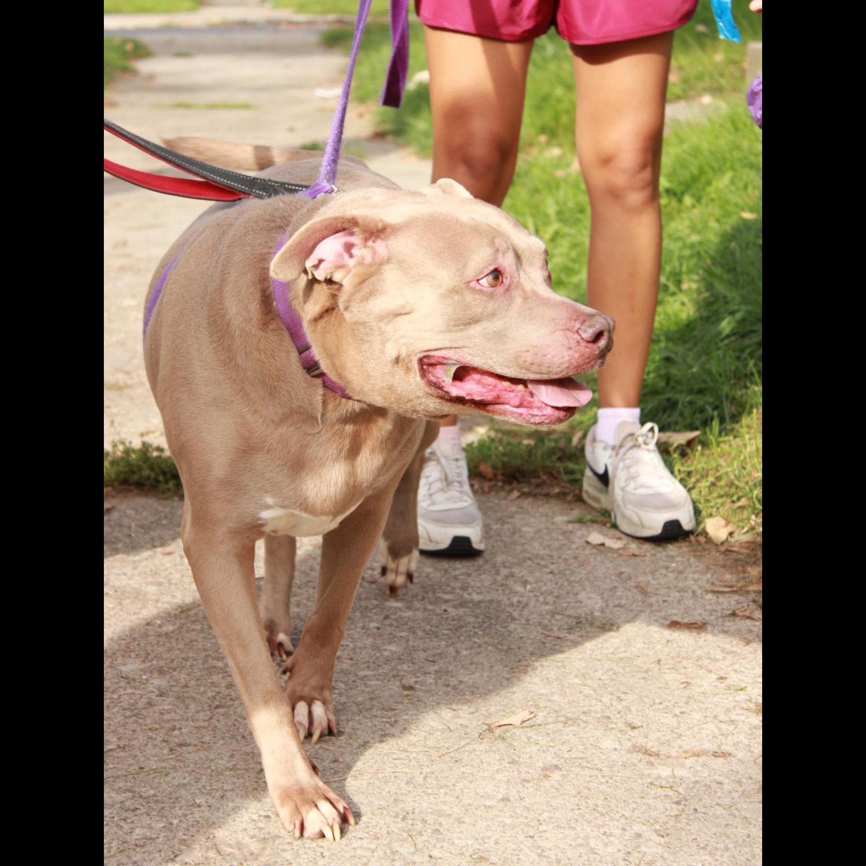 Enlarge Jules: Adopt or Forever Foster, a Adoptable Pit Bull Terrier in Rochester, NY image 5/6