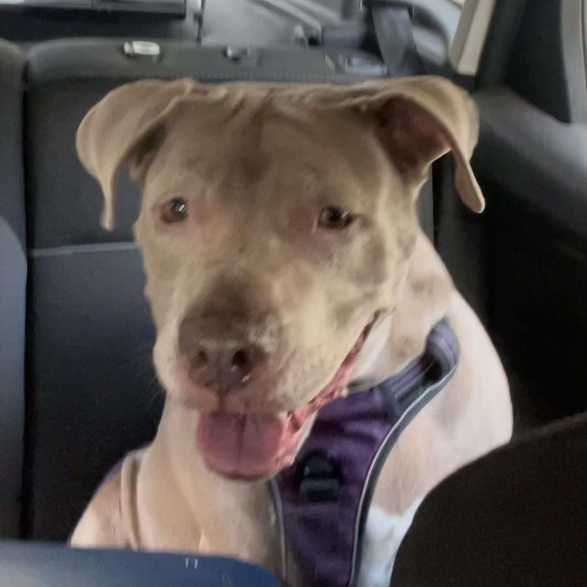 Enlarge Jules: Adopt or Forever Foster, a Adoptable Pit Bull Terrier in Rochester, NY image 6/6