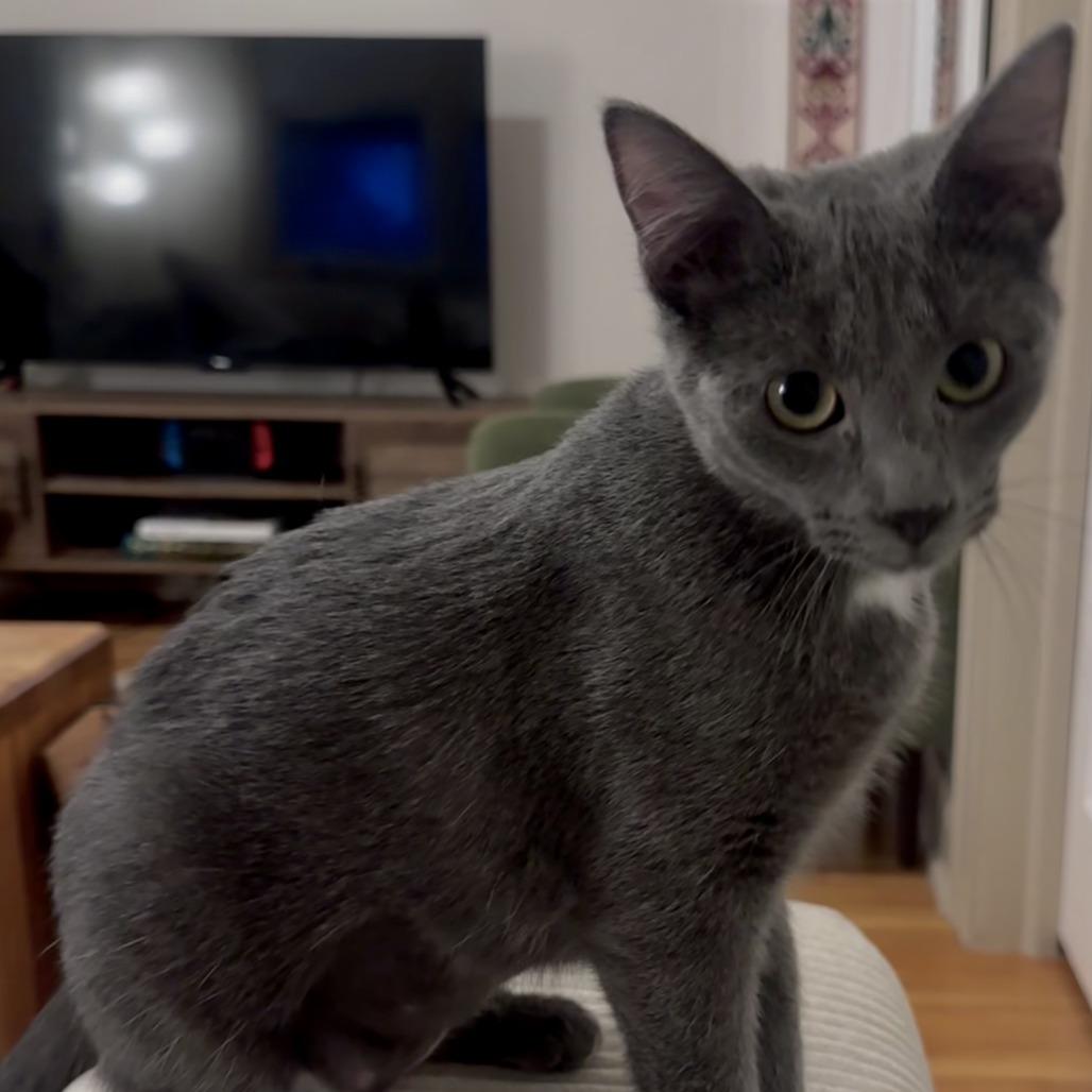 Enlarge Harper, a Adoptable Domestic Short Hair in St. Paul, MN image 1/4