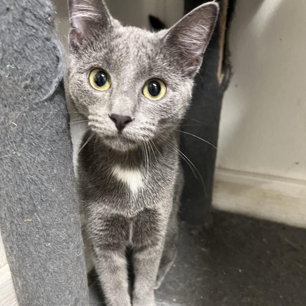 Enlarge Harper, a Adoptable Domestic Short Hair in St. Paul, MN image 2/4