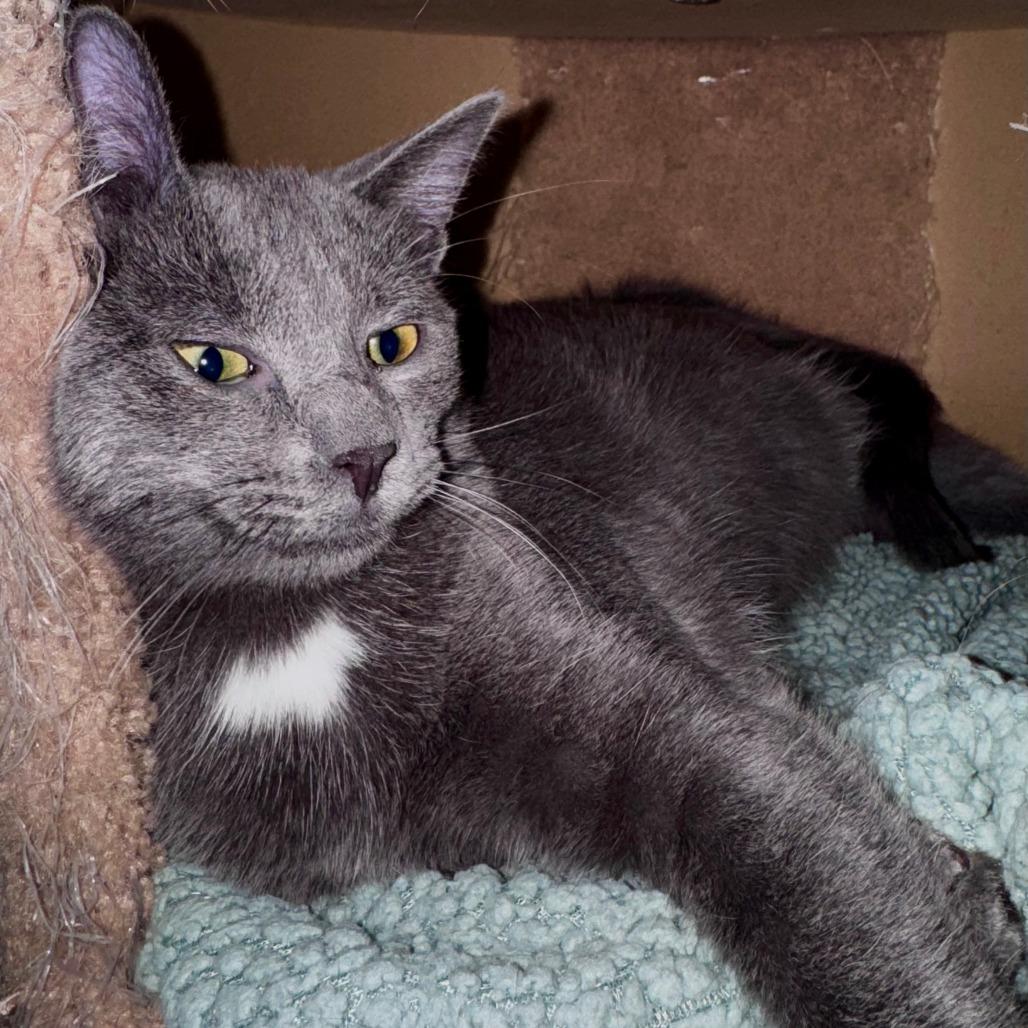 Enlarge Harper, a Adoptable Domestic Short Hair in St. Paul, MN image 3/4