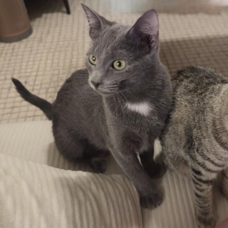 Enlarge Harper, a Adoptable Domestic Short Hair in St. Paul, MN image 4/4