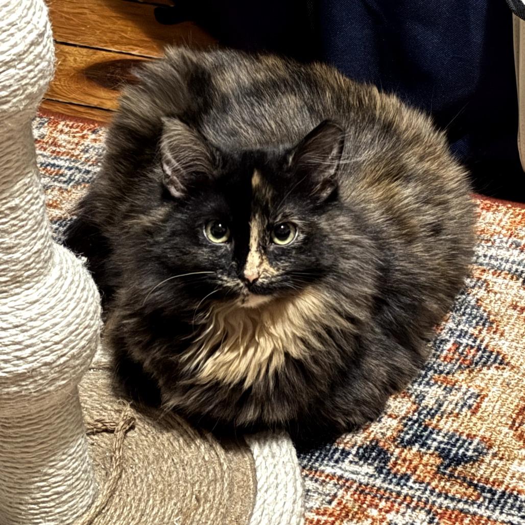 Enlarge Ember, a Adoptable Domestic Long Hair in PITTSBURGH, PA image 1/2