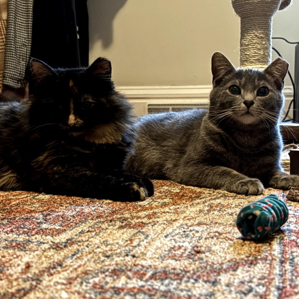 Enlarge Ember, a Adoptable Domestic Long Hair in PITTSBURGH, PA image 2/2