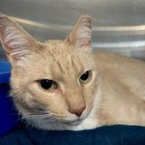 Libby, Adoptable, Senior Male Domestic Short Hair.