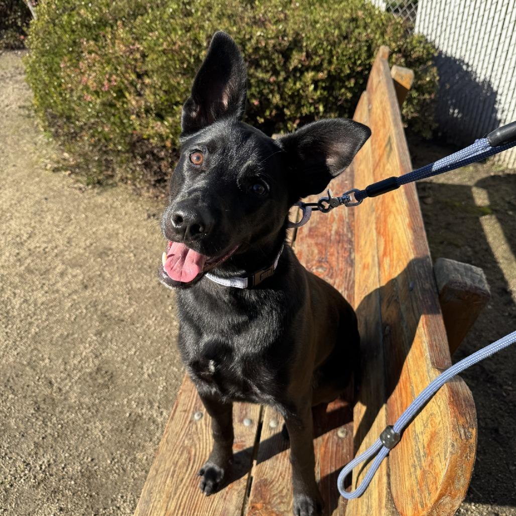 Enlarge Indy, a Adoptable Mixed Breed in Medford, OR image 1/3