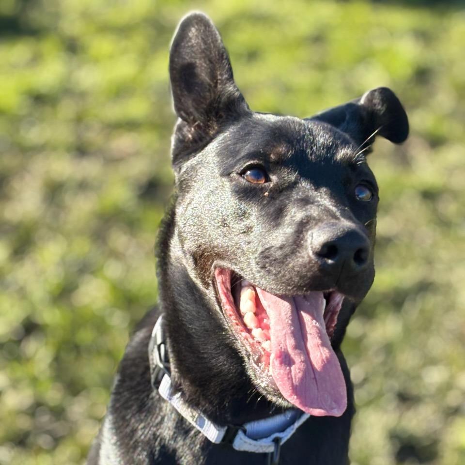 Enlarge Indy, a Adoptable Mixed Breed in Medford, OR image 2/3
