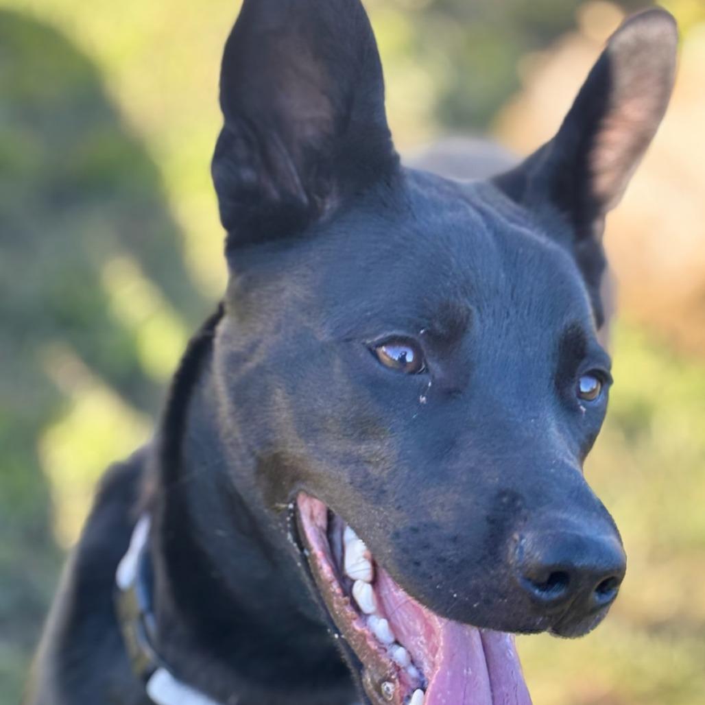 Enlarge Indy, a Adoptable Mixed Breed in Medford, OR image 3/3