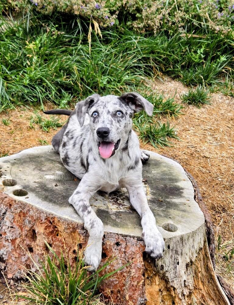 Dragonfly, a Adoptable mixed breed in Evergreen, CO image 1/6