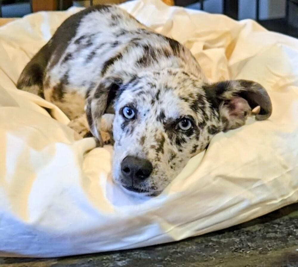 Dragonfly, a Adoptable mixed breed in Evergreen, CO image 2/6