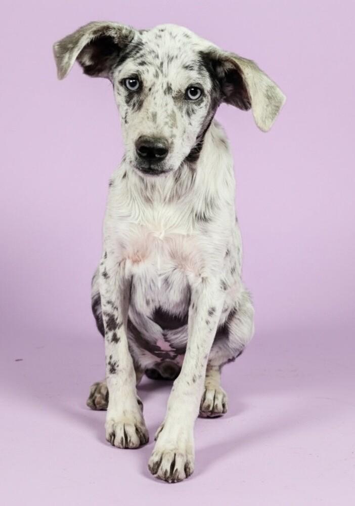 Dragonfly, a Adoptable mixed breed in Evergreen, CO image 5/6