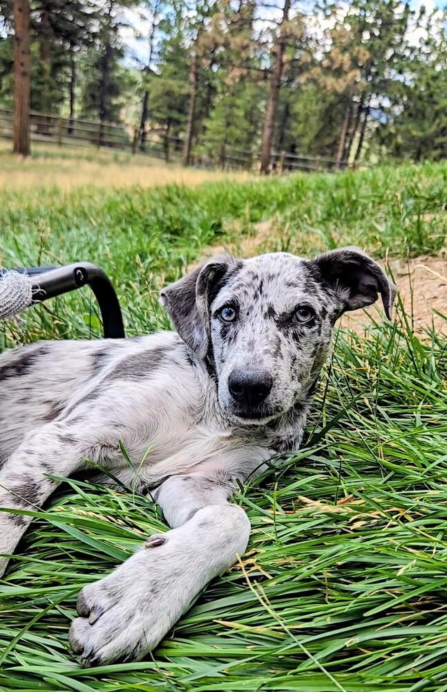 Dragonfly, a Adoptable mixed breed in Evergreen, CO image 6/6