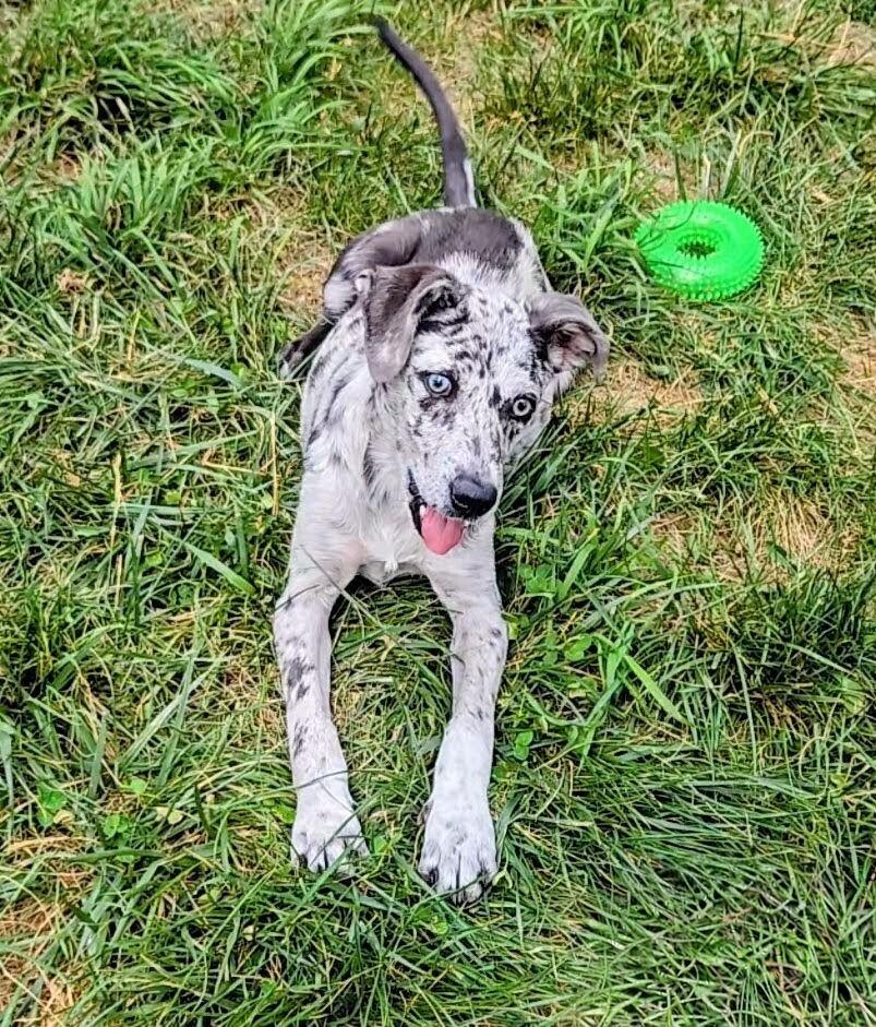 Dragonfly, a Adoptable mixed breed in Evergreen, CO image 3/6