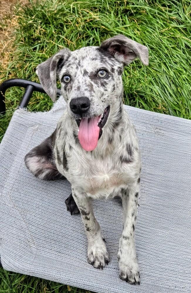 Dragonfly, a Adoptable mixed breed in Evergreen, CO image 4/6