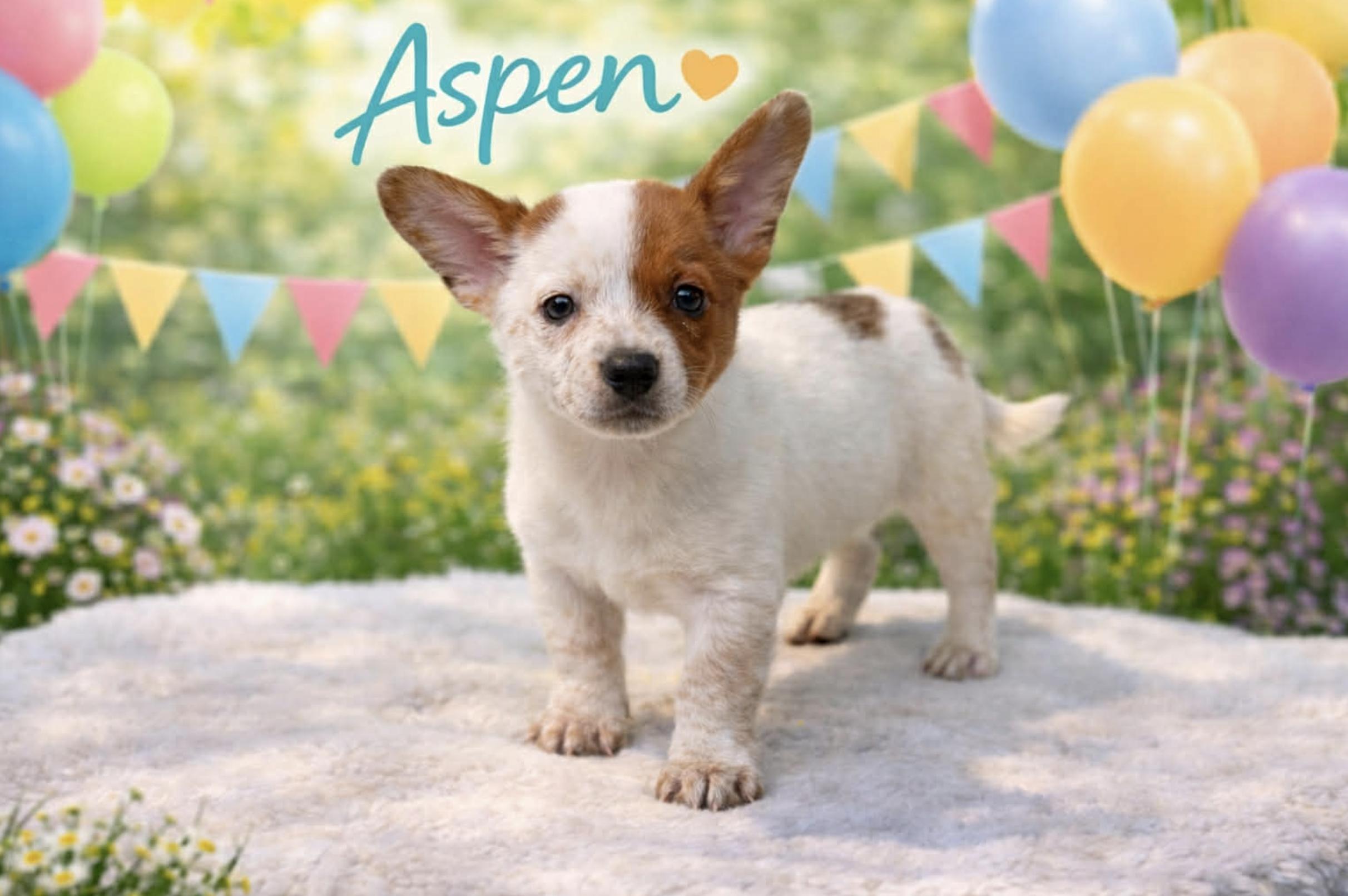 Aspen — thumbnail 3