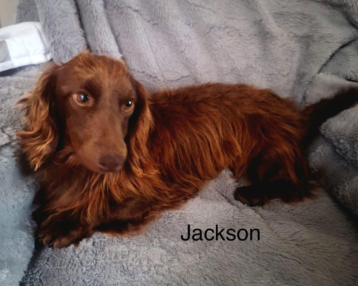 Enlarge Jackson, a Adopted Dachshund in Colorado Springs, CO image 1/1