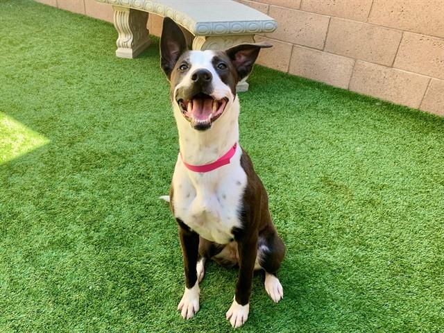 Enlarge PEPPER, a Adoptable mixed breed in Moreno Valley, CA image 1/1